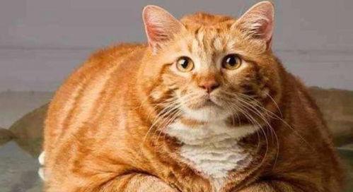 娱乐吃瓜酱橘猫